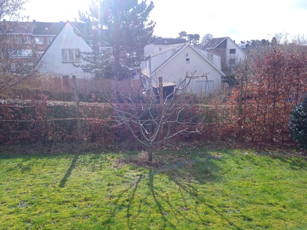 taille fruitière (1)